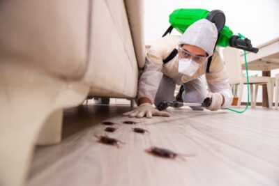 Exterminate Pest in Your Home